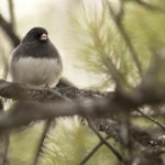 Zaglądasz do karmnika, a tu obcy. Przylatują do nas z bardzo daleka
