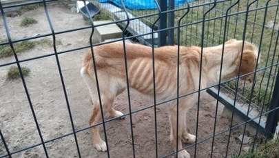Zagłodzona labradorka. Jest dochodzenie ws. podejrzenia znęcania się nad psem 