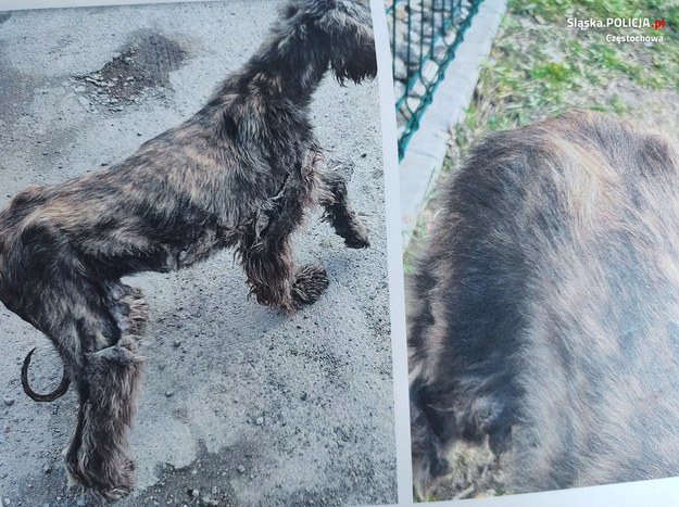 Zagłodzone psy znaleziono na posesji w Częstochowie (fot. Śląska Policja) /