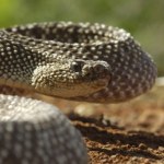 quiz Zagrajmy w quiz jak "państwa-miasta". Przypisz węże i jaszczury do kraju