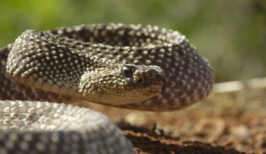 Zagrajmy w quiz jak "państwa-miasta". Przypisz węże i jaszczury do kraju