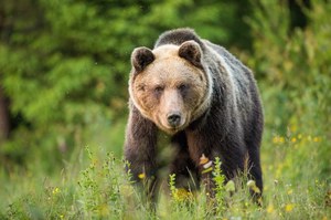 Zagrożenia na szlaku: Jak się zachować w przypadku spotkania z dziką zwierzyną?