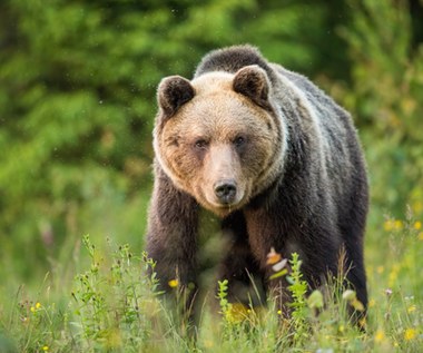 Zagrożenia na szlaku: Jak się zachować w przypadku spotkania z dziką zwierzyną?