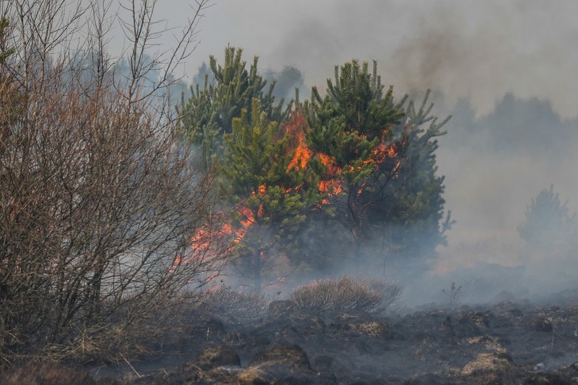 Zagrożenie pożarowe w lasach /Michal Adamowski/REPORTER /East News
