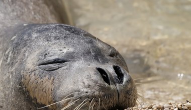 Zagrożona foka mniszka wyleguje się na plaży. Nie wolno do niej podchodzić