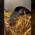 Zagrożone gryzonie się rozmnażają. Każdy taki miot to ogromna szansa 