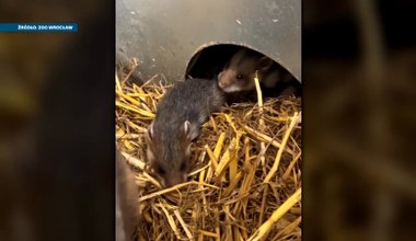 Zagrożone gryzonie się rozmnażają. Każdy taki miot to ogromna szansa 