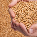 Zagrożony eksport zbóż z Ukrainy