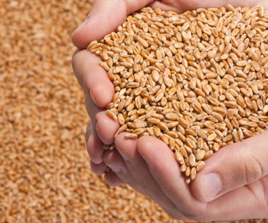 Zagrożony eksport zbóż z Ukrainy