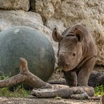 ​Zagrożony wyginięciem nosorożec biały przyszedł na świat w brytyjskim zoo