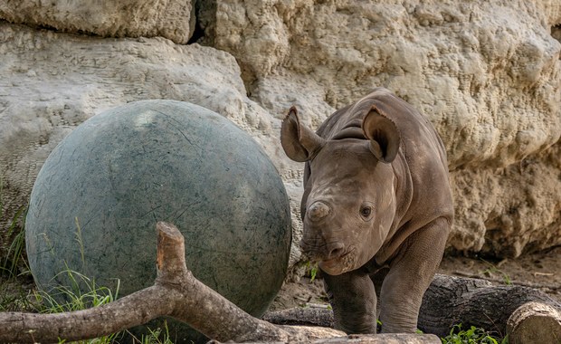 ​Zagrożony wyginięciem nosorożec biały przyszedł na świat w brytyjskim zoo