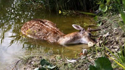 Zagryzione daniele. Puma znowu grasuje?