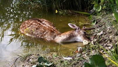 Zagryzione daniele? Weterynarz zlecił ekspertyzę 