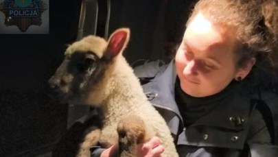Zagubione jagniątko w centrum Opola. Policjanci pomogli mu wrócić do stada