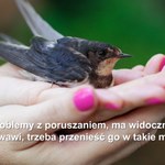 Zagubione lub ranne zwierzęta. Jak pomóc?