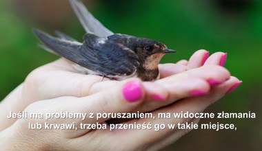 Zagubione lub ranne zwierzęta. Jak pomóc?