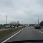 Zagubiony wielbłąd na autostradzie. To uciekinier z cyrku