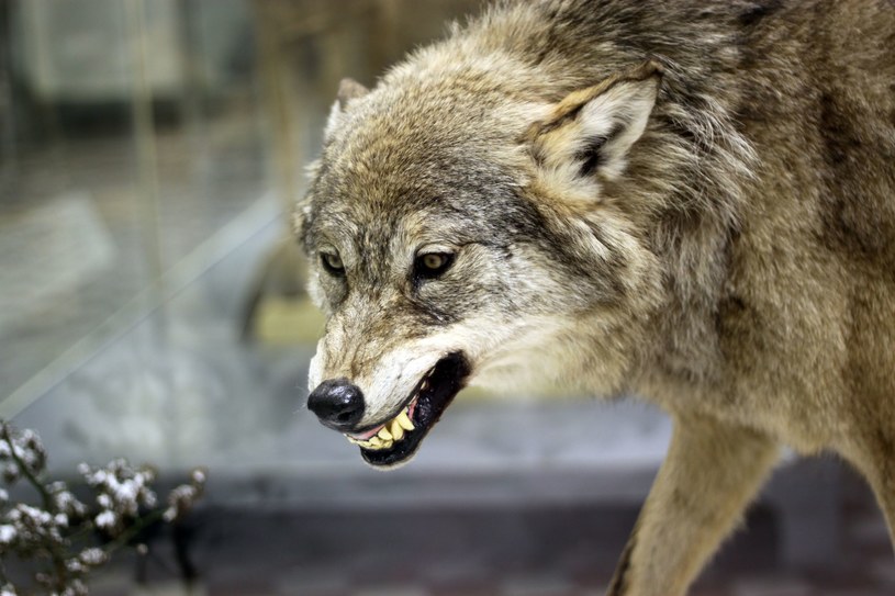 Zainfekowane pasożytem wilki częściej stają się przewodnikami stada /123RF/PICSEL