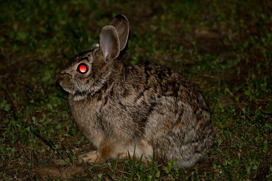 Zające zombie sieją strach w USA /Shutterstock