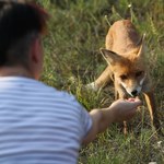 Zajęcie Czarnobyla może zagrozić badaniom nad radioaktywnością i przyrodą