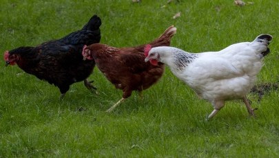 Zajęto firmę przetwórstwa drobiowego. Wykorzystano przepisy o konfiskacie rozszerzonej