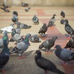 gołębie Zakaz dokarmiania gołębi. Możesz zapłacić karę za żywienie ptaków