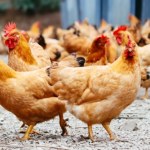 Zakaz eksportu drobiu z części regionów Polski. Alarmujące ustalenia RMF FM