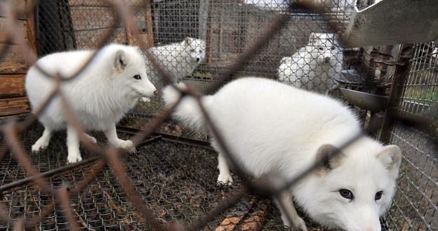 Zakaz hodowli zwierząt futerkowych może być sprzeczny z polską konstytucją... /AFP