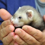 Zakaz hodowli zwierząt futerkowych. W Sejmie dwa projekty. Jak zagłosuje PSL?