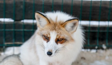 Zakaz hodowli zwierząt na futra. Polska wciąż w tyle za 20 krajami Europy