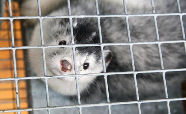 Zakaz hodowli zwierząt na futra. Sejm uchwalił nowelizację ustawy