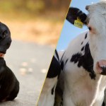 Film (2005) Reż.Feliks Falk