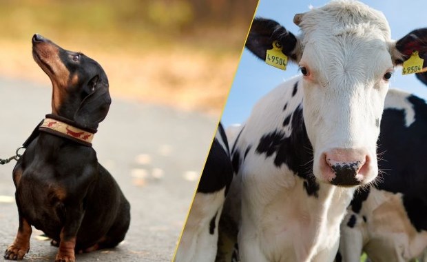 Zakaz odbierania zwierząt. Projekt w Sejmie, co dalej? 