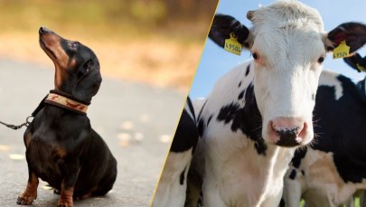 Zakaz odbierania zwierząt. Projekt w Sejmie, co dalej? 