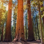 Zakaz "odwiedzin" najwyższego drzewa świata pod groźbą 6 miesięcy więzienia i grzywny 5 tys. dolarów