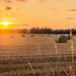 Zakaz sprzedaży państwowej ziemi rolnej wydłużony. Jest decyzja Sejmu