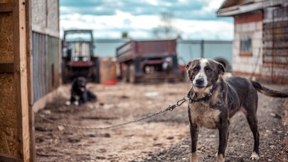 Zakaz trzymania psów na uwięzi. Jest decyzja Sejmu
