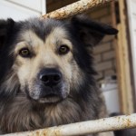 Zakaz uwięzi i odpowiednia buda. Projekt prezydenta ws. ochrony zwierząt już w Sejmie