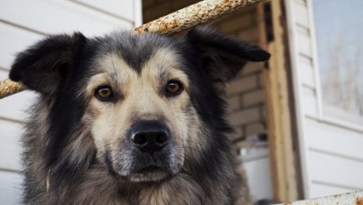 Zakaz uwięzi i odpowiednia buda. Projekt prezydenta ws. ochrony zwierząt już w Sejmie