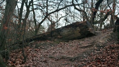 Zakaz wstępu do lasów do 11 kwietnia. "Dużo osób wykorzystuje czas odizolowania na pikniki"
