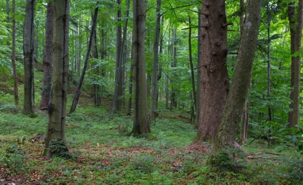 Zakaz wstępu do lasów w Warmińsko-Mazurskiem