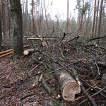 Zakaz wstępu do Lasu Kabackiego. Powodem bezpieczeństwo  