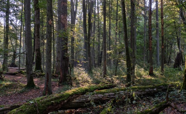 Zakaz wstępu do lasu. Niebezpieczne znaleziska mogą zagrażać turystom