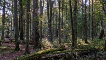 Zakaz wstępu do lasu. Niebezpieczne znaleziska mogą zagrażać turystom