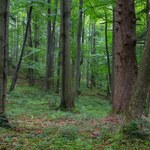 Zakaz wstępu do lasu w nadleśnictwie Leżajsk. Huragan powalił drzewa na 200 ha