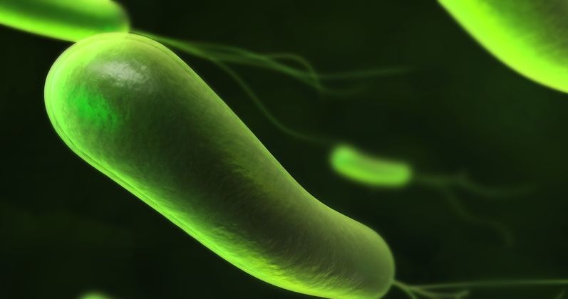 Zakażenie bakteriami H.pylori jest trudne do opanowania /123RF/PICSEL