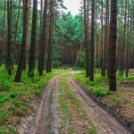 Zakazy wstępu do lasu z powodu zagrożenia pożarowego. Jest alert RCB