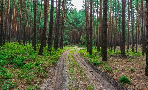 Zakazy wstępu do lasu z powodu zagrożenia pożarowego. Jest alert RCB