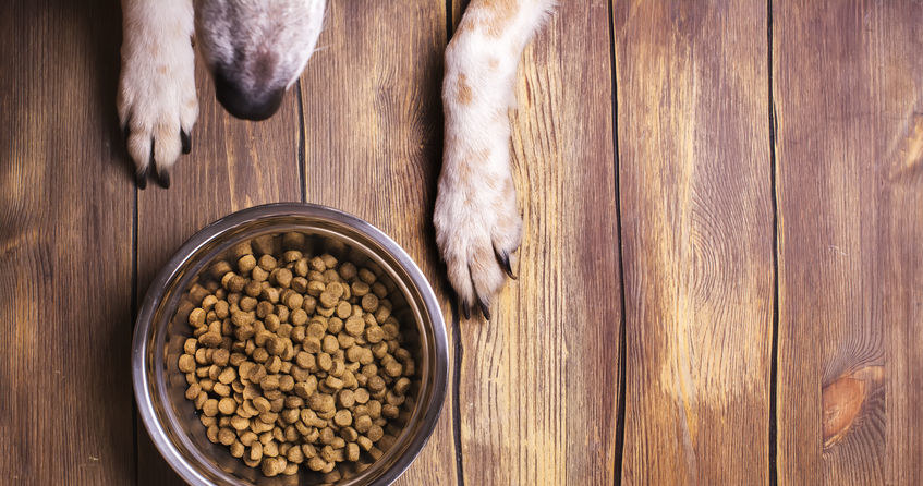 Zakład w Robakowie już dostarcza owadzie białko producentom karmy dla psów i kotów /123RF/PICSEL