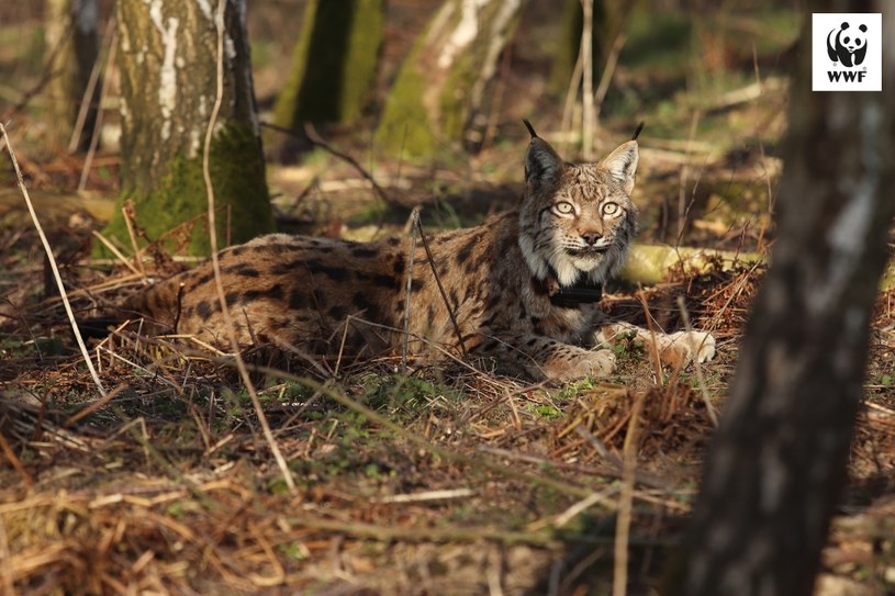 Zakładanie obroży telemetrycznych rysiom ma swoich przeciwników, ale zdaniem przyrodników przydatność tego narzędzia jest nieoceniona /WWF